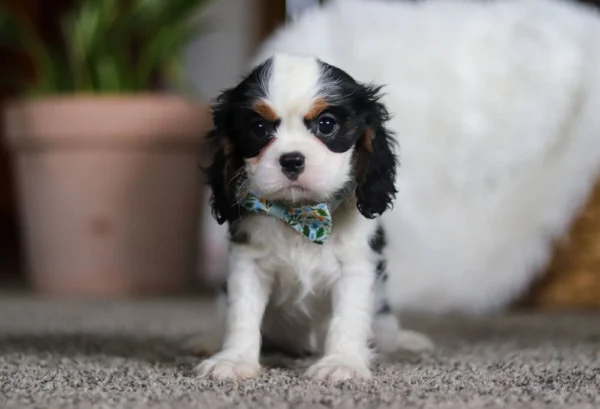 Tri colored Cavalier puppy sitting on the floor
