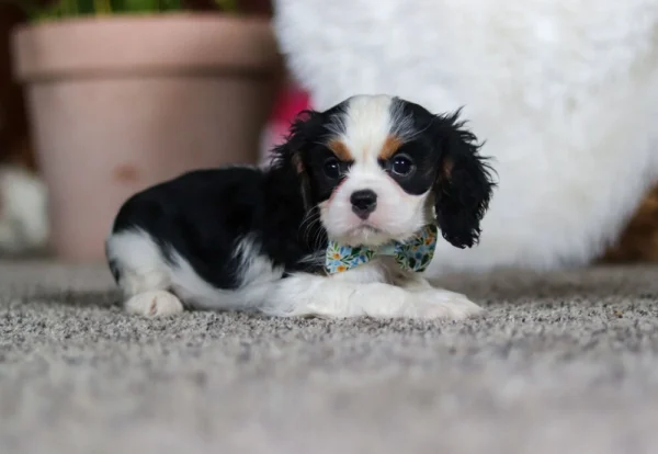 Tri colored Cavalier puppy laying on a carpet