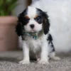 Tri colored Cavalier puppy sitting in a living room
