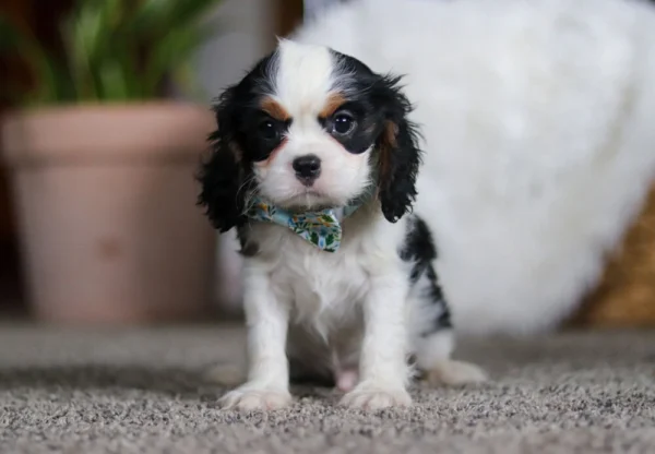 Tri colored Cavalier puppy sitting in a living room