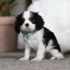 Tri colored Cavalier puppy