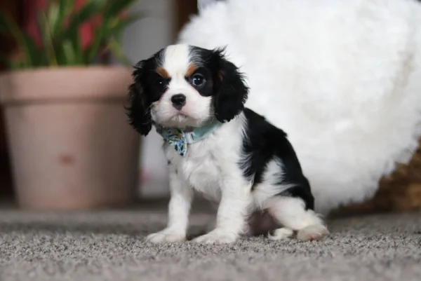 Tri colored Cavalier puppy