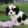 Tri colored puppy with purple toy