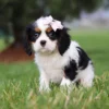 Tri colored puppy sitting on the lawn