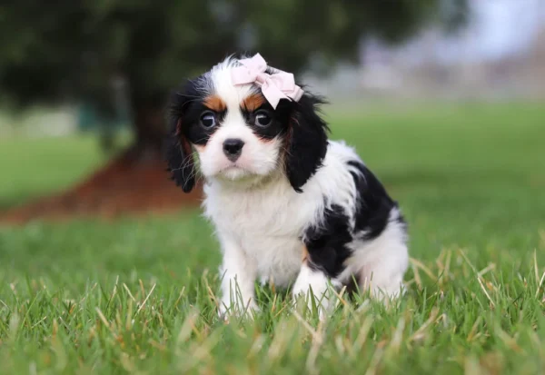Tri colored puppy sitting on the lawn