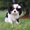 Tri colored puppy sitting on the lawn with pink ribbon