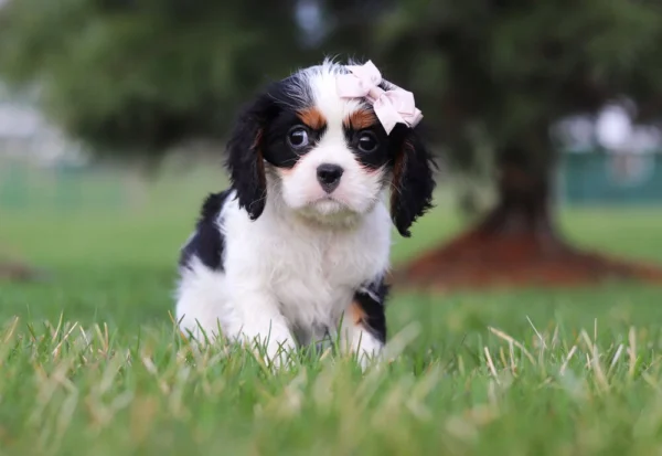 Tri colored puppy sitting on the lawn with pink ribbon