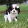 Tri colored puppy standing on the lawn
