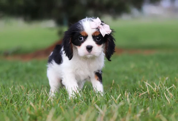 Tri colored puppy standing on the lawn