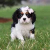 Tri colored puppy sitting on the lawn for a picture