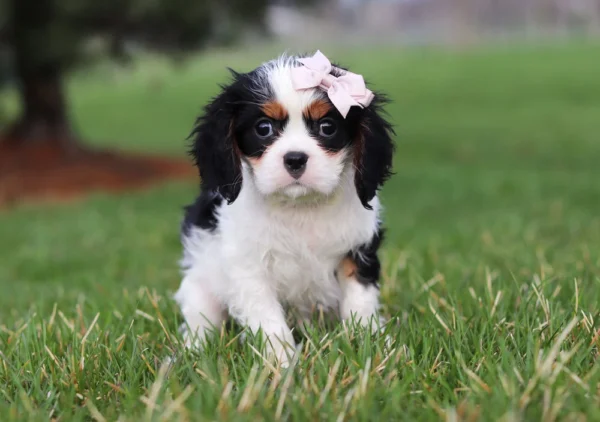Tri colored puppy sitting on the lawn for a picture