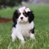 Cavalier King Charles puppy for adoption