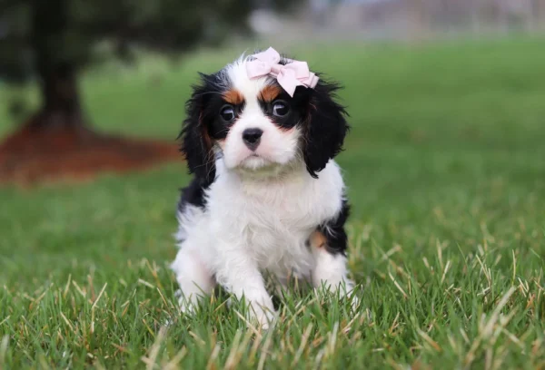 Cavalier King Charles puppy for adoption