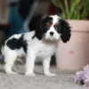 Cavalier puppy with purple toy