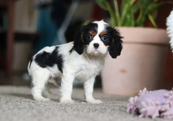 Cavalier puppy with purple toy