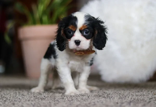 Tri colored puppy standing on a carpet for a picture