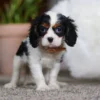 Tri colored puppy standing on a carpet in the living room