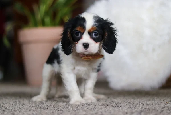 Tri colored puppy standing on a carpet in the living room