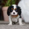 Tri colored puppy standing on a carpet for a picture