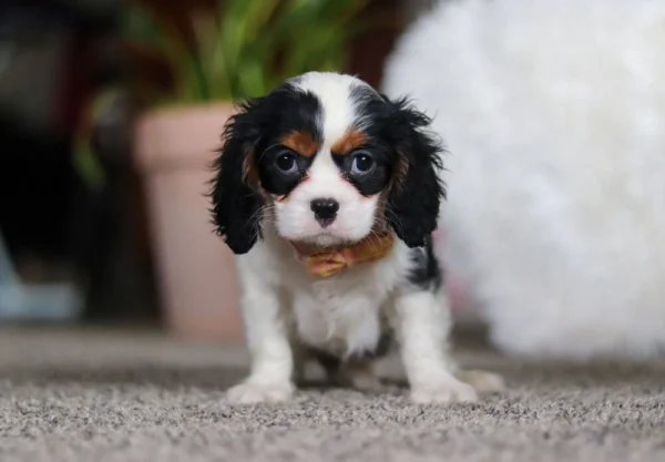 Tri colored puppy standing on a carpet for a picture