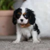 Tri colored puppy standing on a carpet