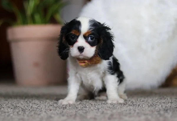 Tri colored puppy standing on a carpet