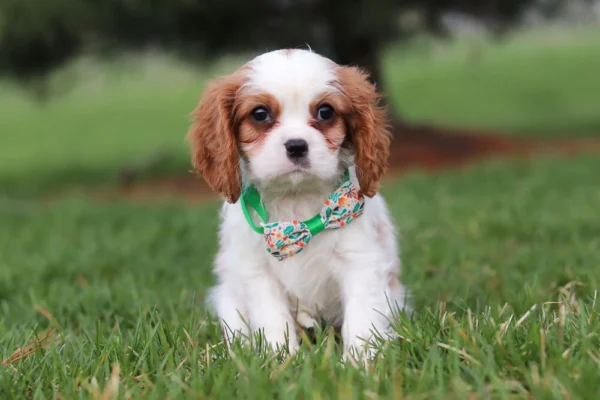 Brown and white Cavalier