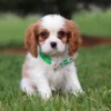 Brown and white Cavalier with green collar