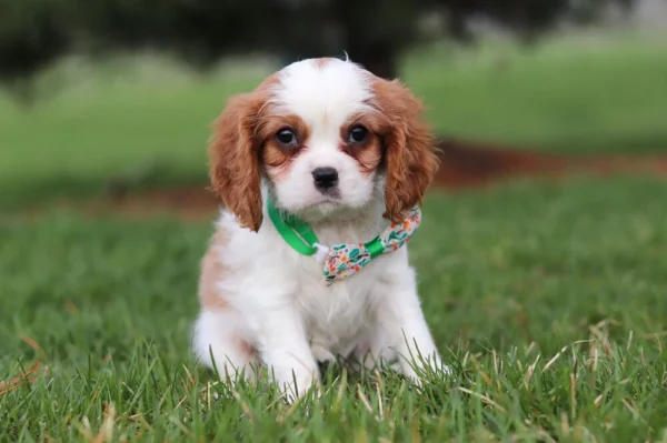 Brown and white Cavalier with green collar