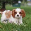 Brown and white Cavalier on green grass