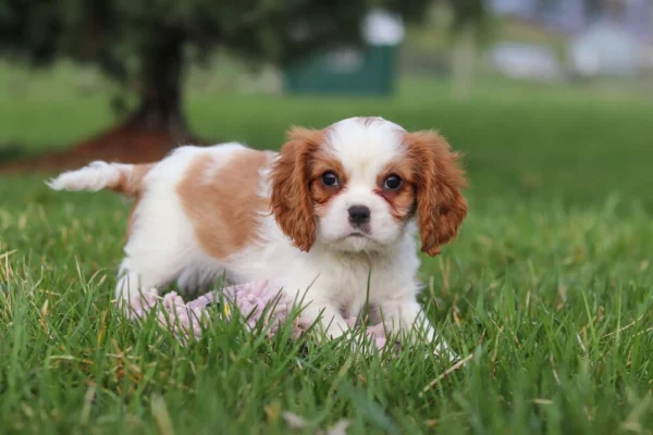Brown and white Cavalier on green grass