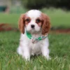 Brown and white Cavalier sitting on the lawn