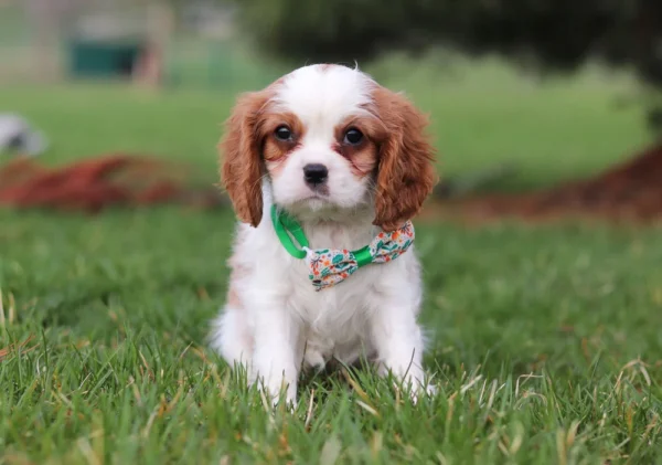 Brown and white Cavalier sitting on the lawn