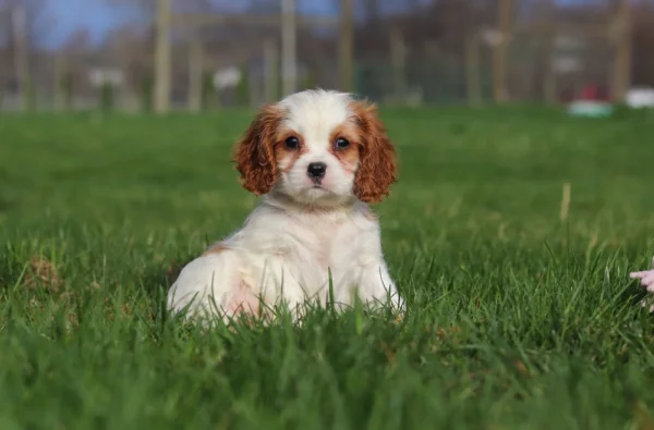 Brown and white Cavalier posing for a photo