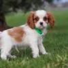 Brown and white Cavalier with green collar