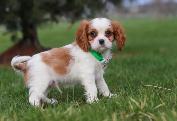 Brown and white Cavalier with green collar