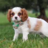 Brown and white Cavalier staring at camera