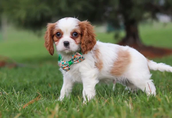 Brown and white Cavalier staring at camera