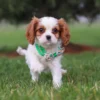 Brown and white Cavalier running towards the camera