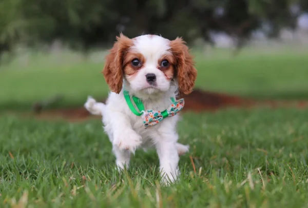Brown and white Cavalier running towards the camera