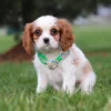 Brown and white Cavalier posing for a photo