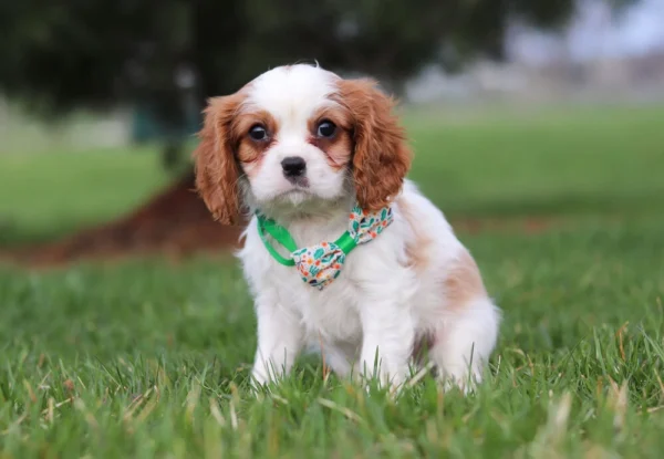 Brown and white Cavalier posing for a photo