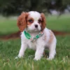 Brown and white Cavalier playing on the lawn
