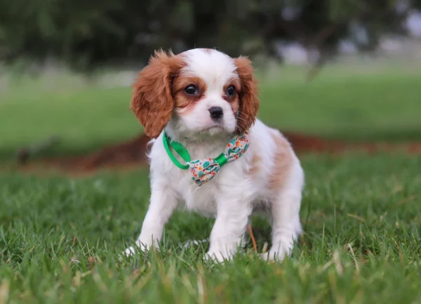 Brown and white Cavalier playing on the lawn