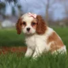Cavalier puppy sitting on the lawn with a pink ribbon