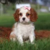 Cavalier puppy sitting on the lawn with a pink ribbon posing for a picture