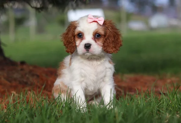 Cavalier puppy sitting on the lawn with a pink ribbon posing for a picture