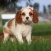Cavalier puppy sitting on the lawn with a pink ribbon staring at the camera