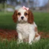 Cute puppy with pink ribbon