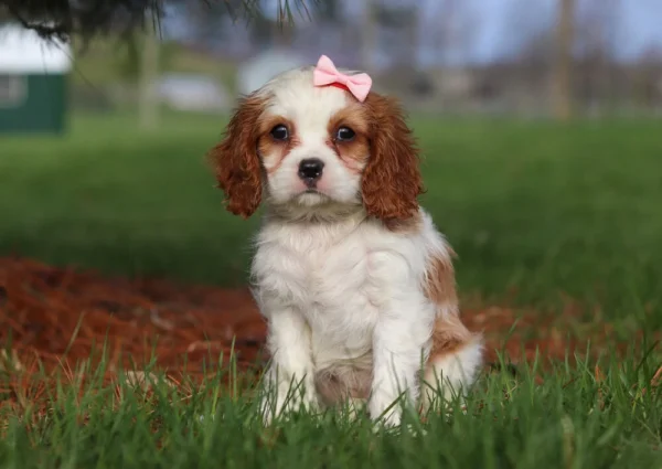 Cute puppy with pink ribbon
